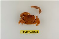 藏品(平背蜞)的圖片